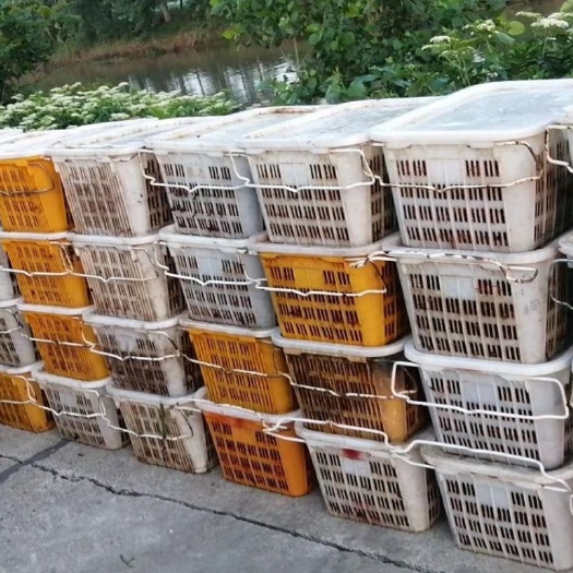 洪湖市 稻田龙虾苗以惨局结束，大湖深水湖苗开供了，二季养虾机会来了。