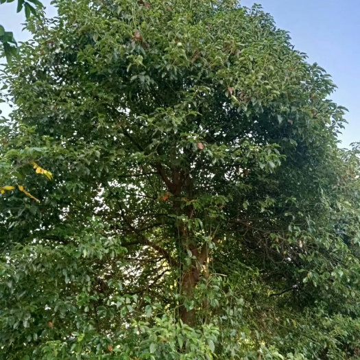 汉寿县全冠香樟