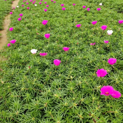 长沙县太阳花种子  基地太阳花批发，价格优惠，