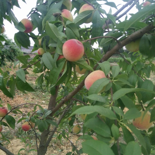 邛崃市红白桃 出售无公害桃子