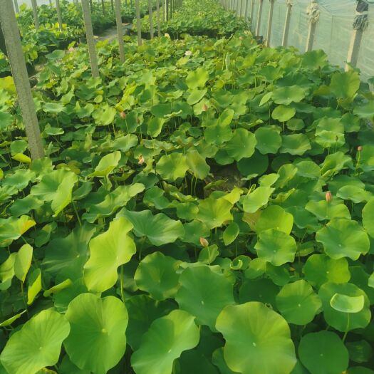 青州市 绿化荷花 开花荷花 品种荷花供应