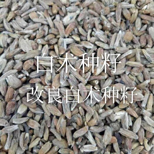 亳州白术种子