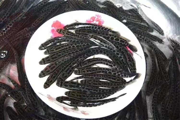 枝江市黑鱼苗 黑鱼养殖哪家强