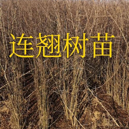 秋月梨树苗 连翅树苗