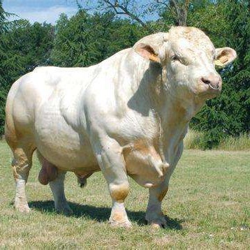 郓城县黄牛  夏洛莱牛属吨牛品种肉质好十头以上专车专送！