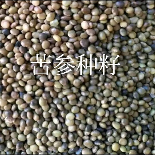  苦参种子