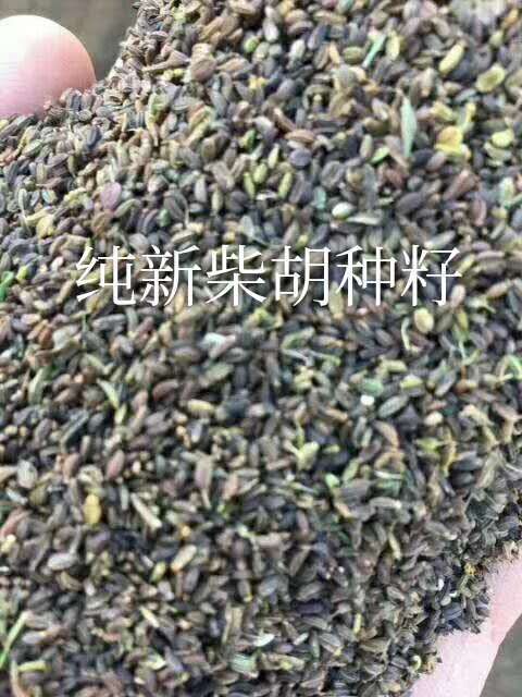 亳州 柴胡种子