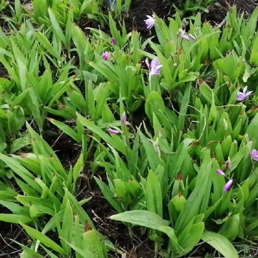 邻水县紫花白芨苗   白芨苗