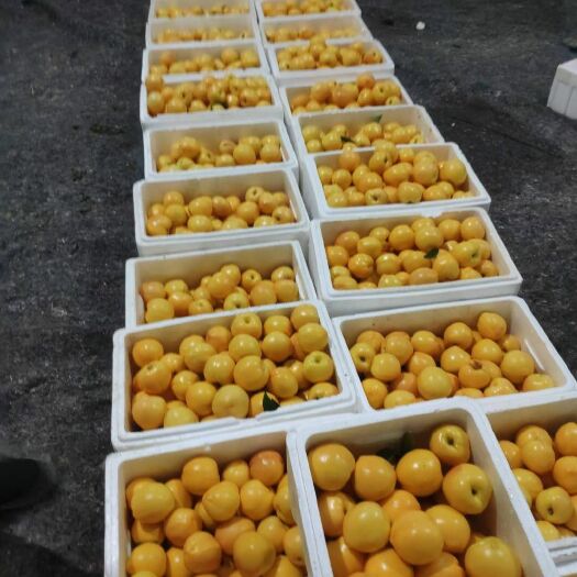 蒙阴县 沂蒙山珍珠油杏
