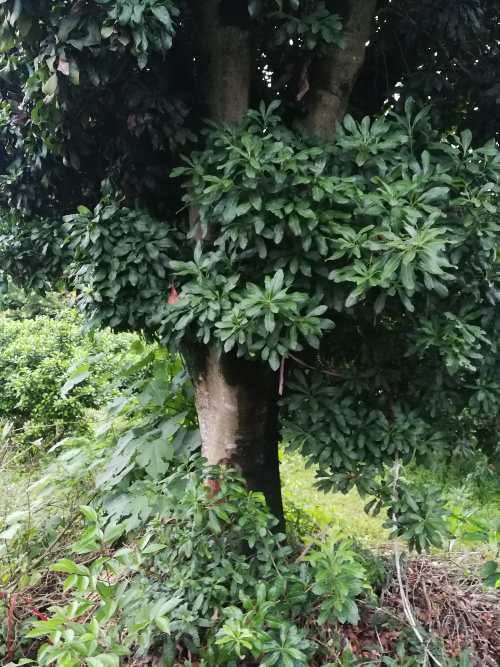  杨梅树