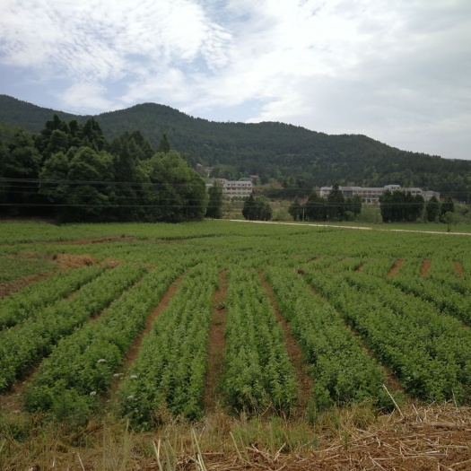 广元 大叶药用艾叶