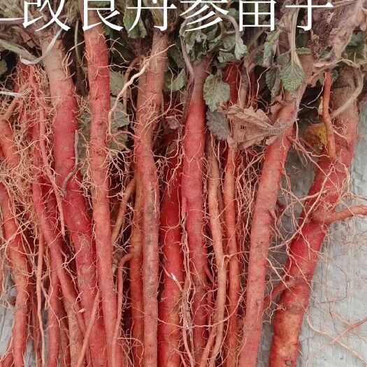 亳州 丹参苗子