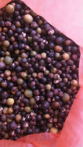 柑桔  脐橙落地果，积实