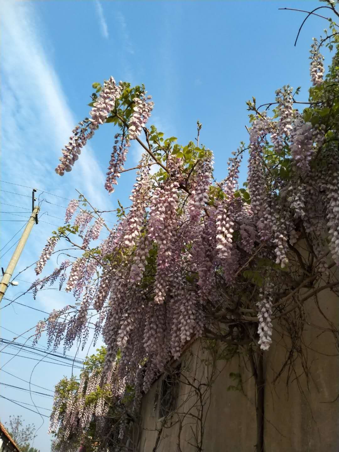 平邑县紫藤树苗爬藤植物多花紫藤苗四季攀爬紫藤
