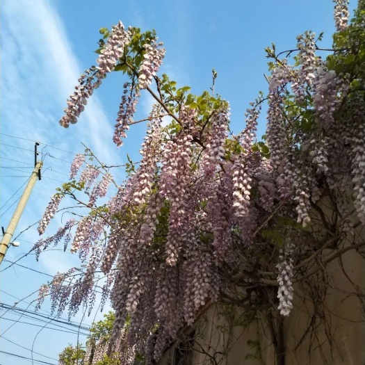 紫藤树苗爬藤植物多花紫藤苗四季攀爬紫藤