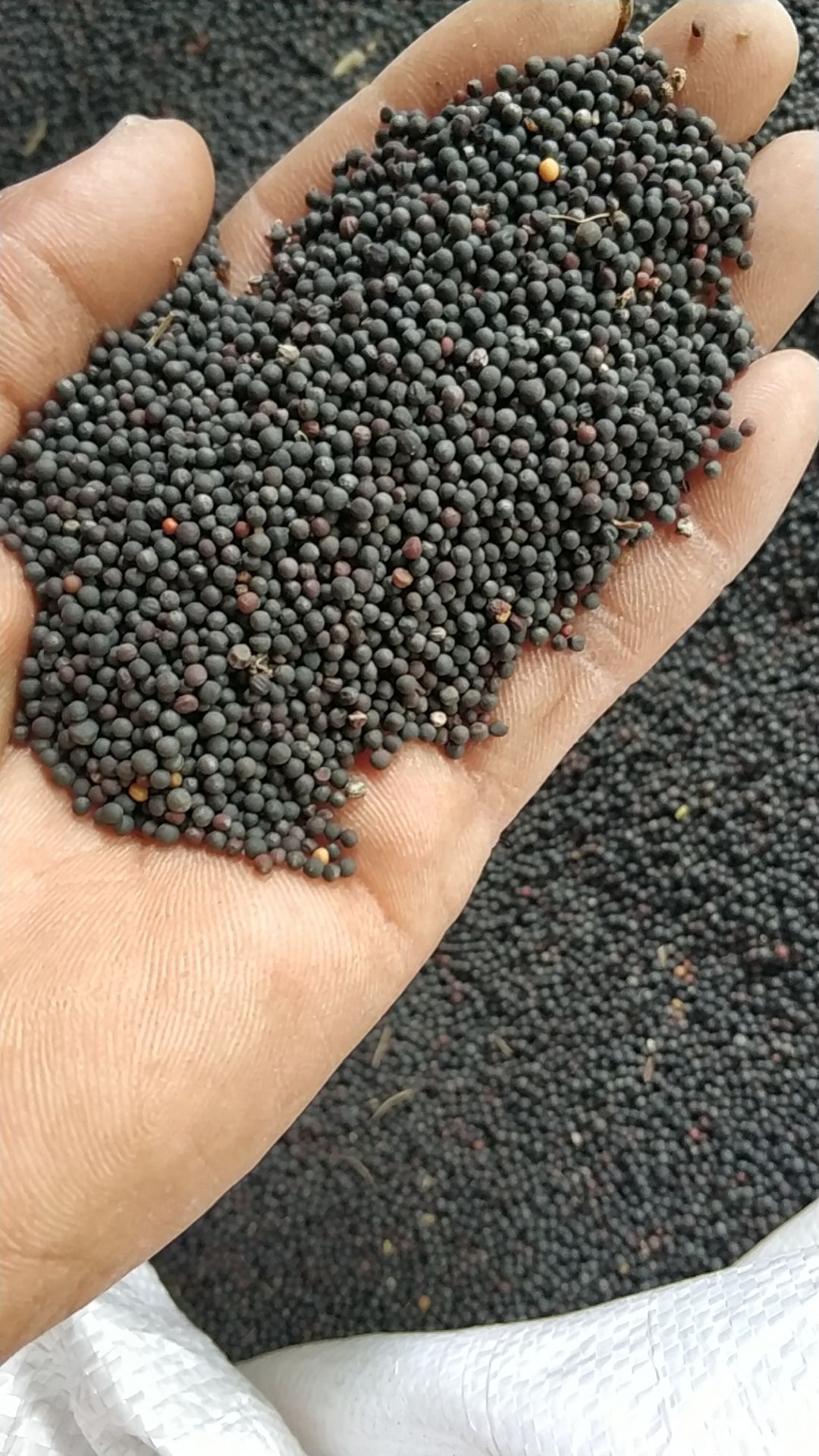 油菜籽  香味浓   油色好