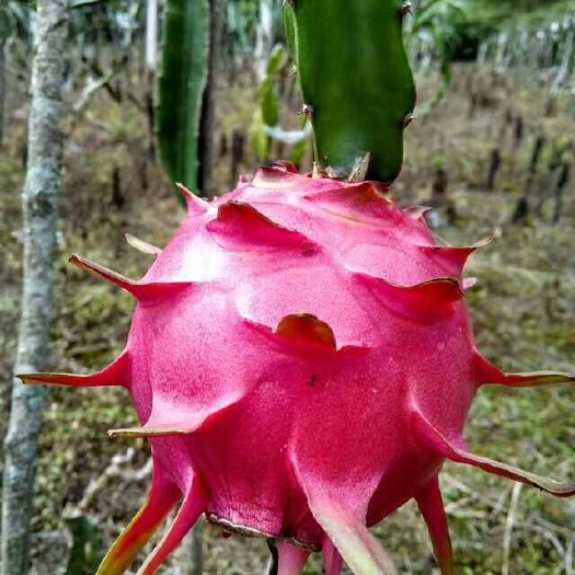 灵山县红皮红肉火龙果苗 红龙果，保证正品，死苗免费补发，免费提拱种植技术