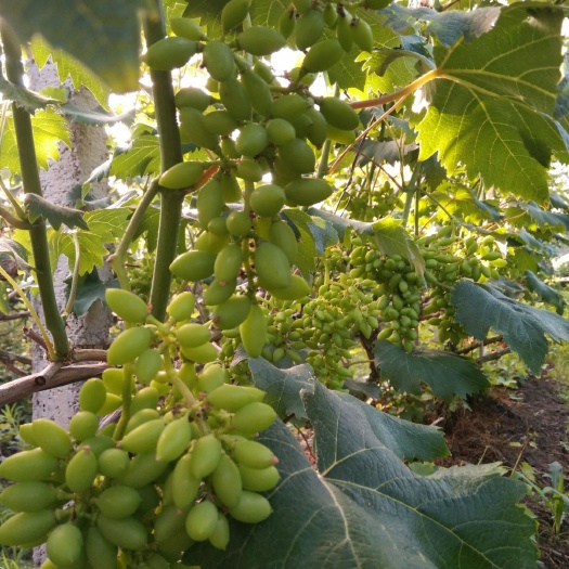 江口县阳光玫瑰 0.6-0.8斤 10%以下 1次果