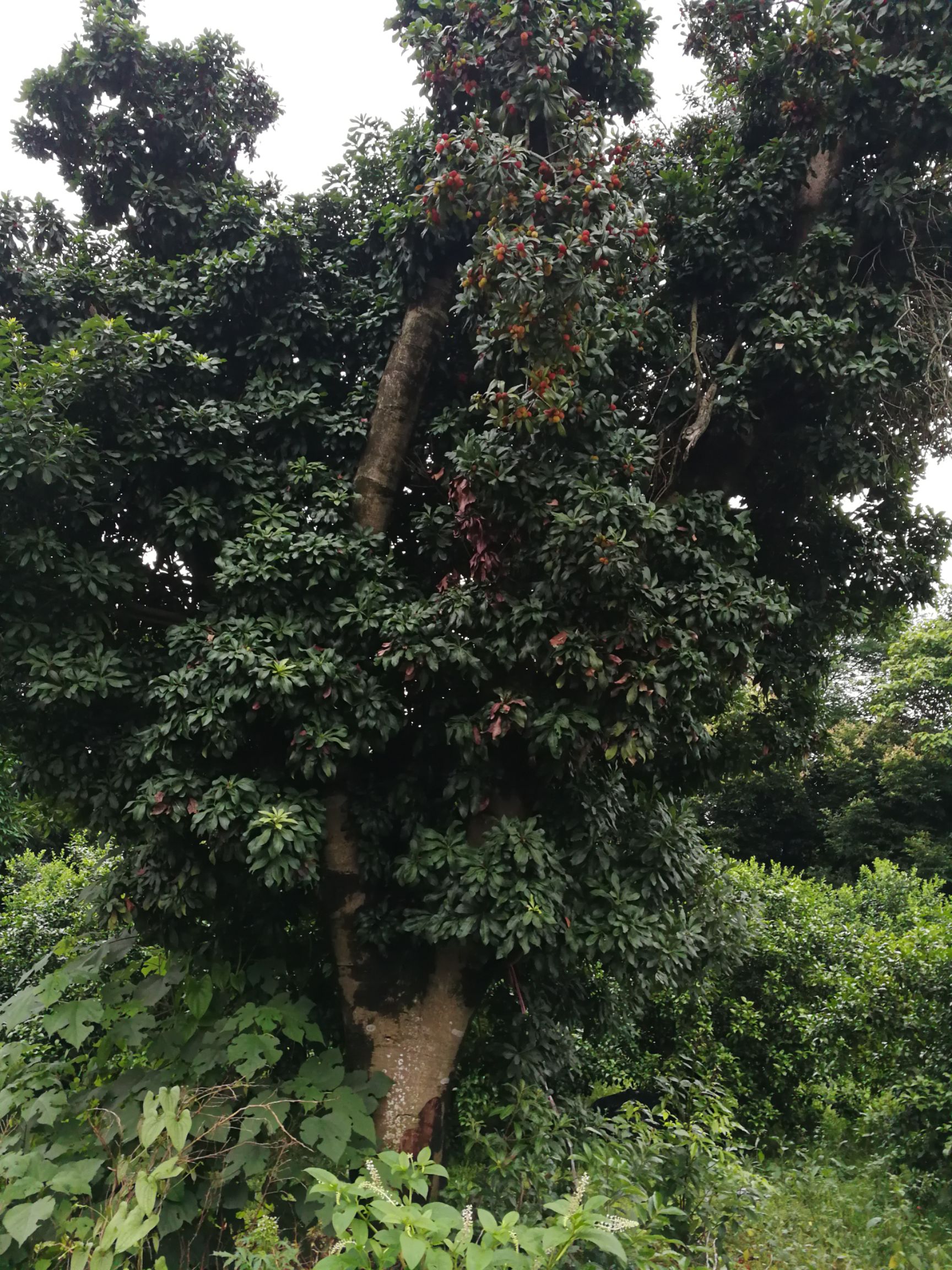  杨梅树