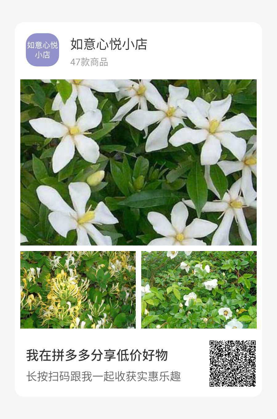 黄栀子花树苗种苗中药材庭院绿植盆栽盆景