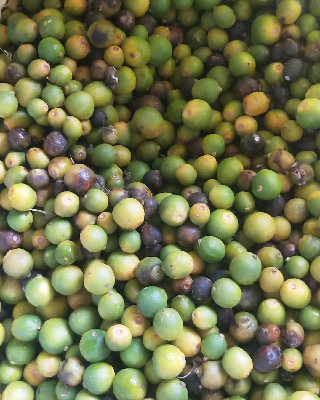 柑桔  脐橙落地果，积实