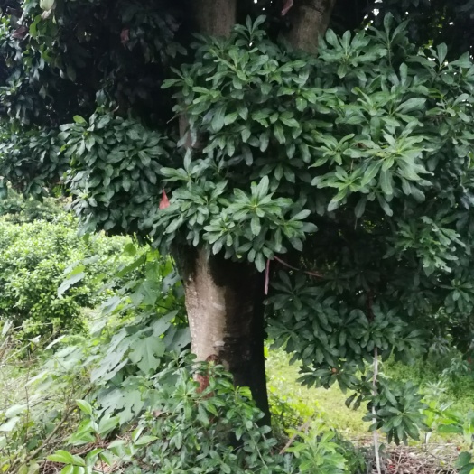 永福县 杨梅树