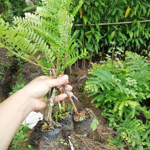 普宁市余甘果苗  余甘种苗  嫁接大粒甜余甘树果苗