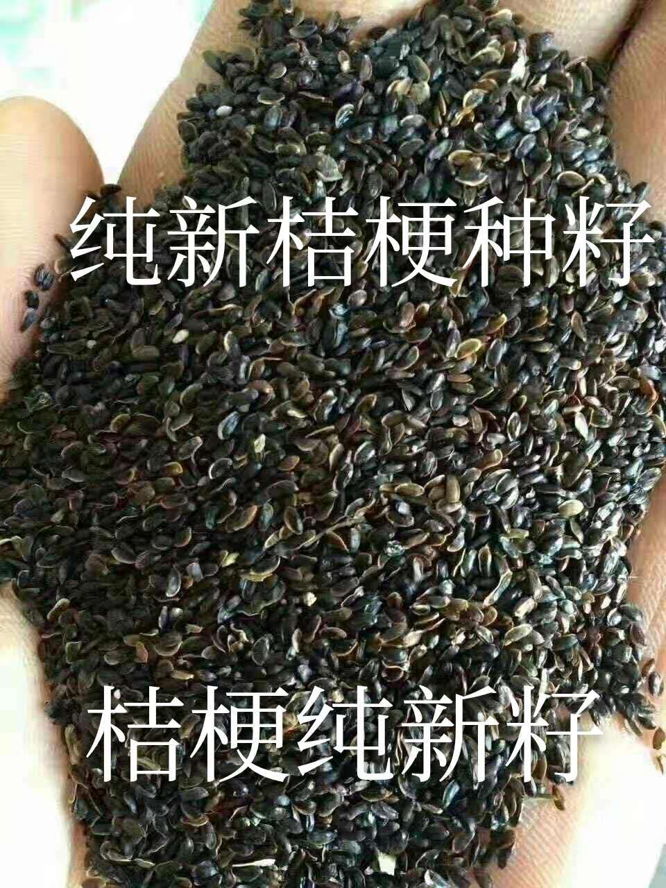  桔梗种子