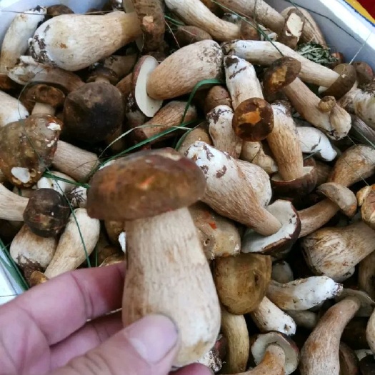 昆明 云南特色美味牛肝菌