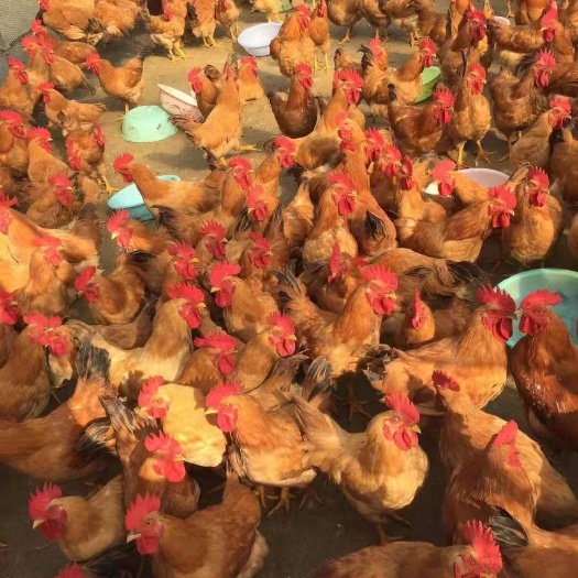 昆明 三黄鸡鸡苗，全国发货，疫苗包打，高品质高质量，孵化场直发