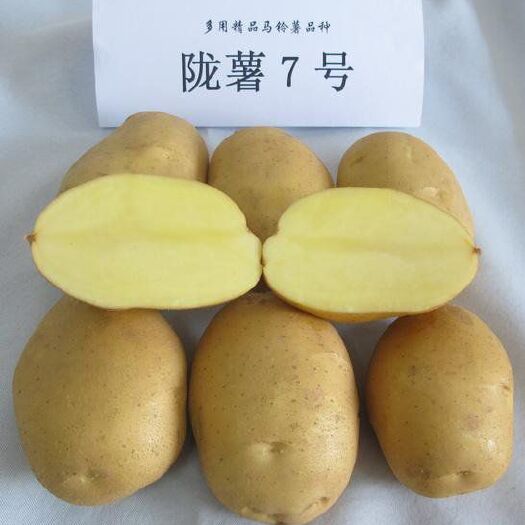 临洮县陇薯10号 主要有陇十，陇七，青九，有意向长期合作的老板们可提前联系