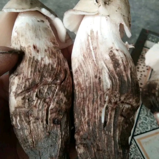 昆明 食用菌鲜货云南精品鸡枞菌