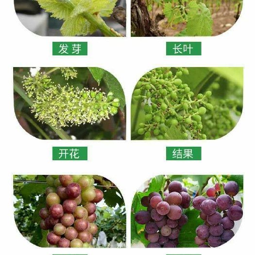 平邑县 葡萄苗