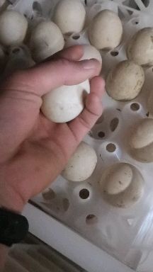 砀山县 农家土鸭蛋