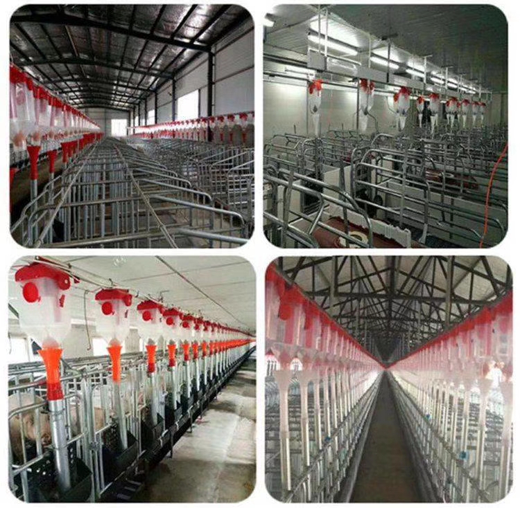 青州市 养猪料线养殖场猪设备全自动喂养设备