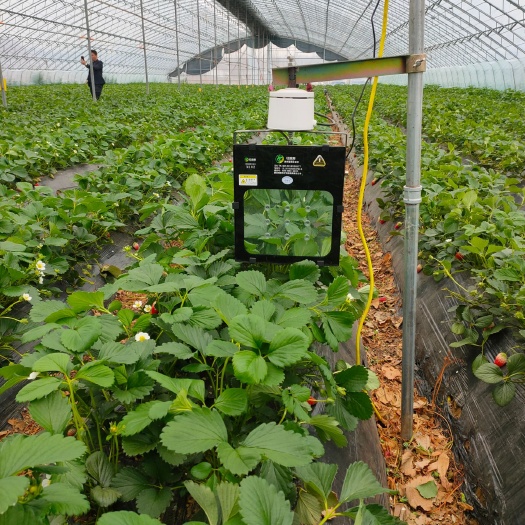 西安植物补光灯 草莓大棚专用补光灯，同凯厂家直销