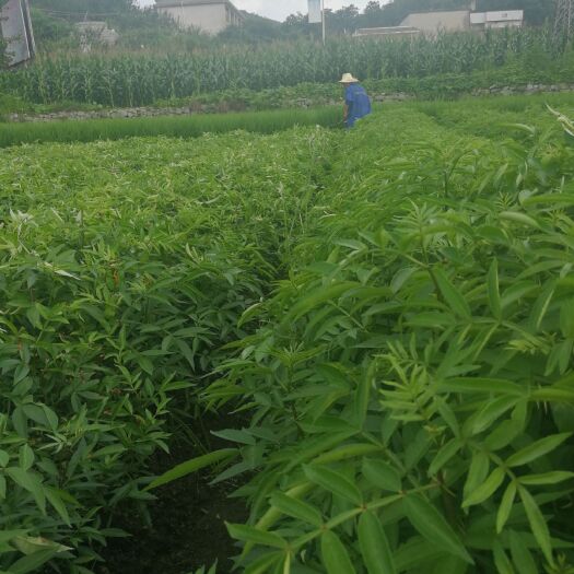 关岭县九叶青花椒苗 九叶椒袋苗出售