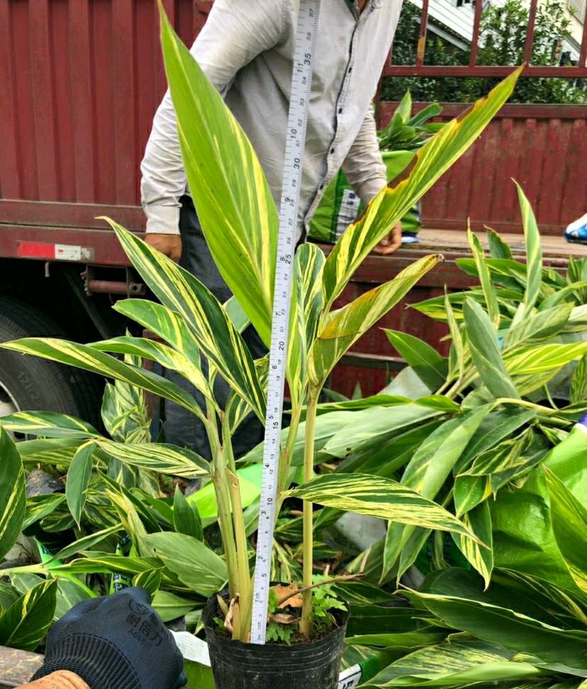 花叶良姜花期(花叶良姜种子什么时候成熟)