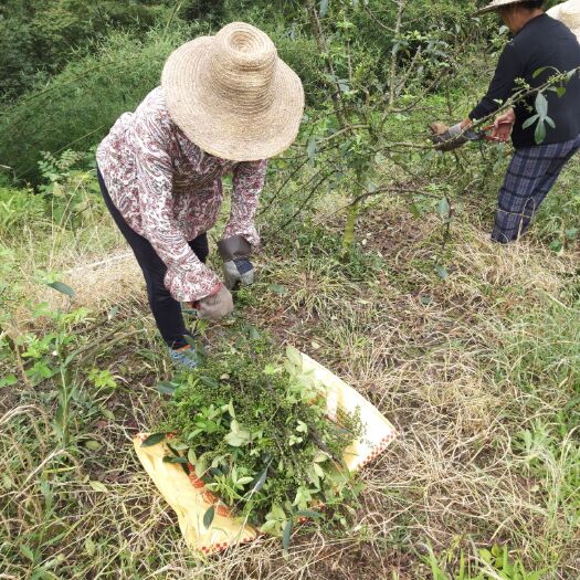 重庆市青花椒 特级 鲜花椒