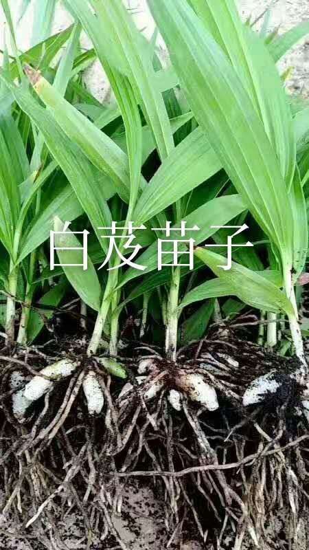  各种规格白芨苗子