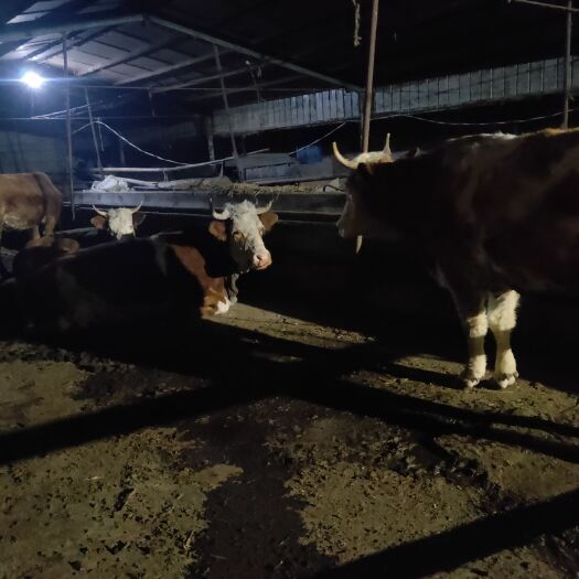 郓城县 西门塔尔肉牛，公牛，处理自家养了两年多