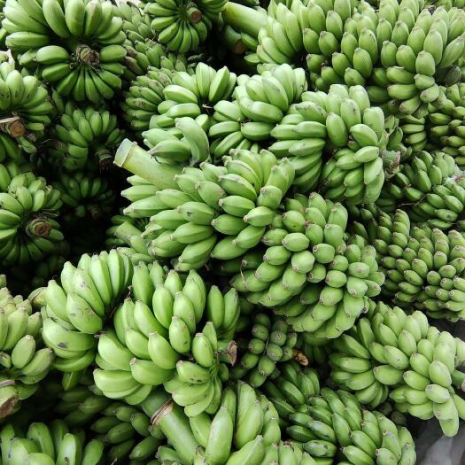 册亨县 小米蕉    糯米蕉