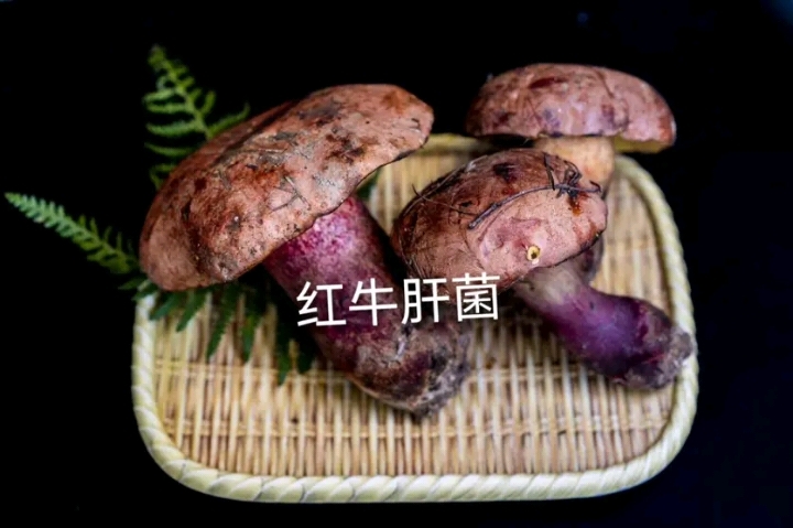 昆明 精品红葱牛肝菌