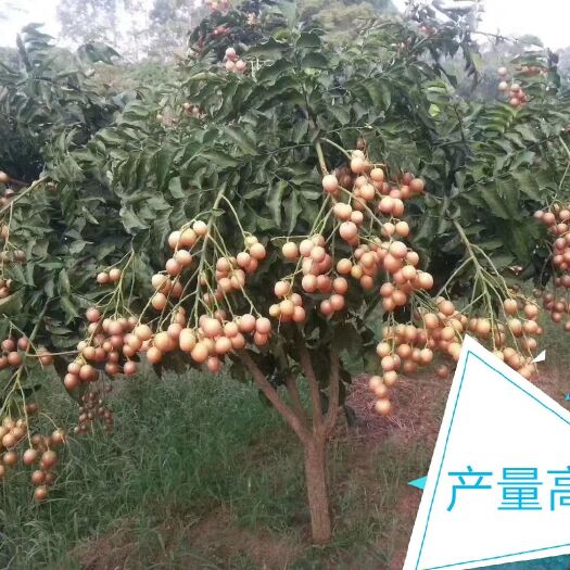 灵山县 黄皮果苗