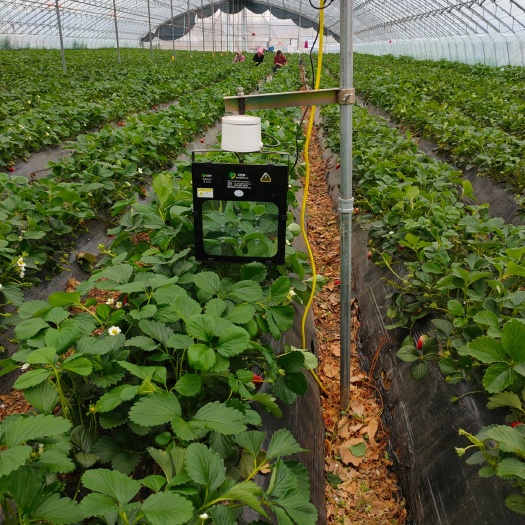 西安植物补光灯 草莓大棚专用激光补光灯