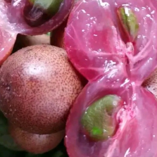 灵山县贵妃黄皮果苗  紫肉黄皮苗 黑黄皮苗 2年苗 带土球、带叶子