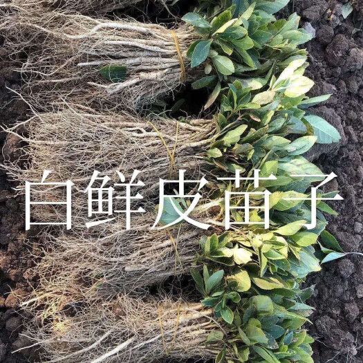 亳州白鲜皮苗子