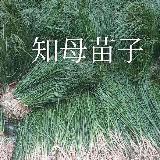 知母种子 知母苗子