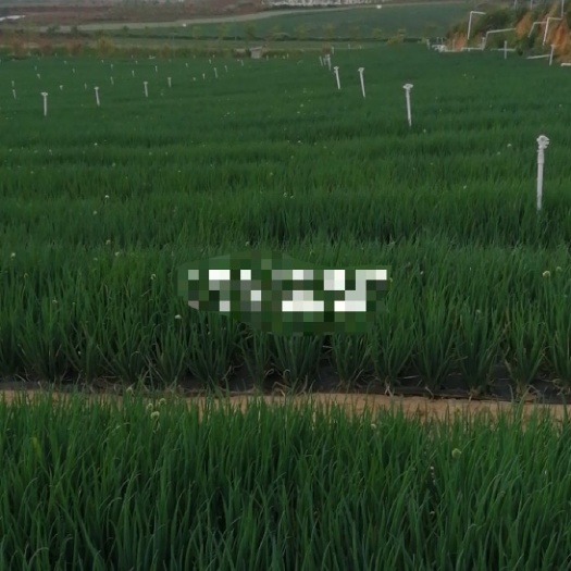 泸西县 云南泸西细条小香葱 有看上的老板联系 基地直供