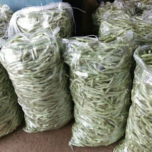兴城市 辽宁精品白条豆角大量上市！欢迎老板选购